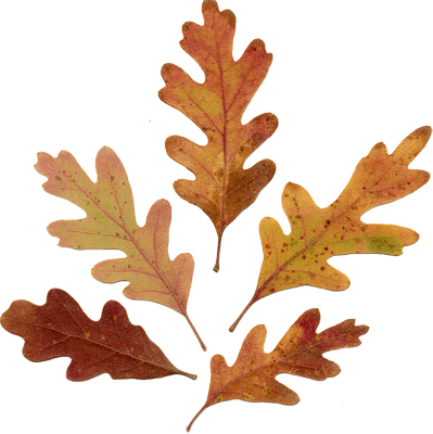 Acorn Leaf Drawing Download - Oak Leaves (399x400)