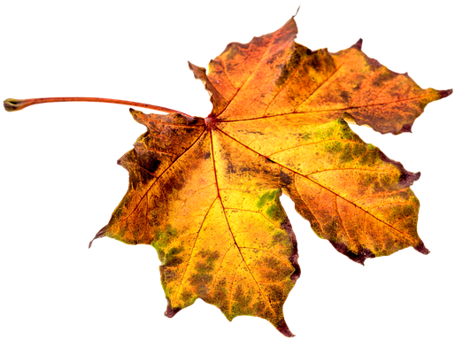 Autumn, Leaves, Leaf, Png, Transparent, Fall Color - Hojas De Otoño Png (640x426)