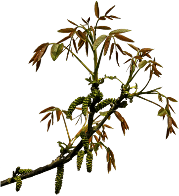 Spring Branch - Cb Hairstyle Editing Effects Png (400x400)