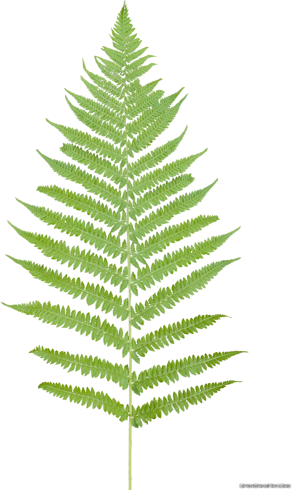 Fern Clipart Transparent Background - Fern Leaf Png (1296x1944)