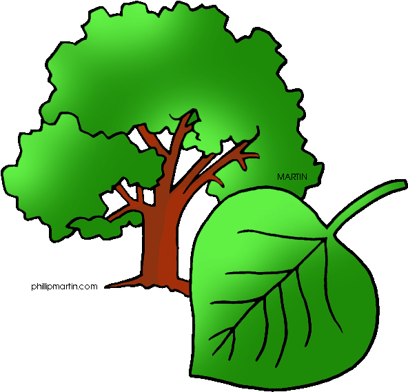 Plant Clipart Phillip Martin - Draw Populus Sect Aigeiros (648x624)