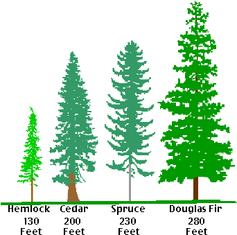 Drawn Fir Tree Line Drawing - Temperate Forest Tree Types (341x376)