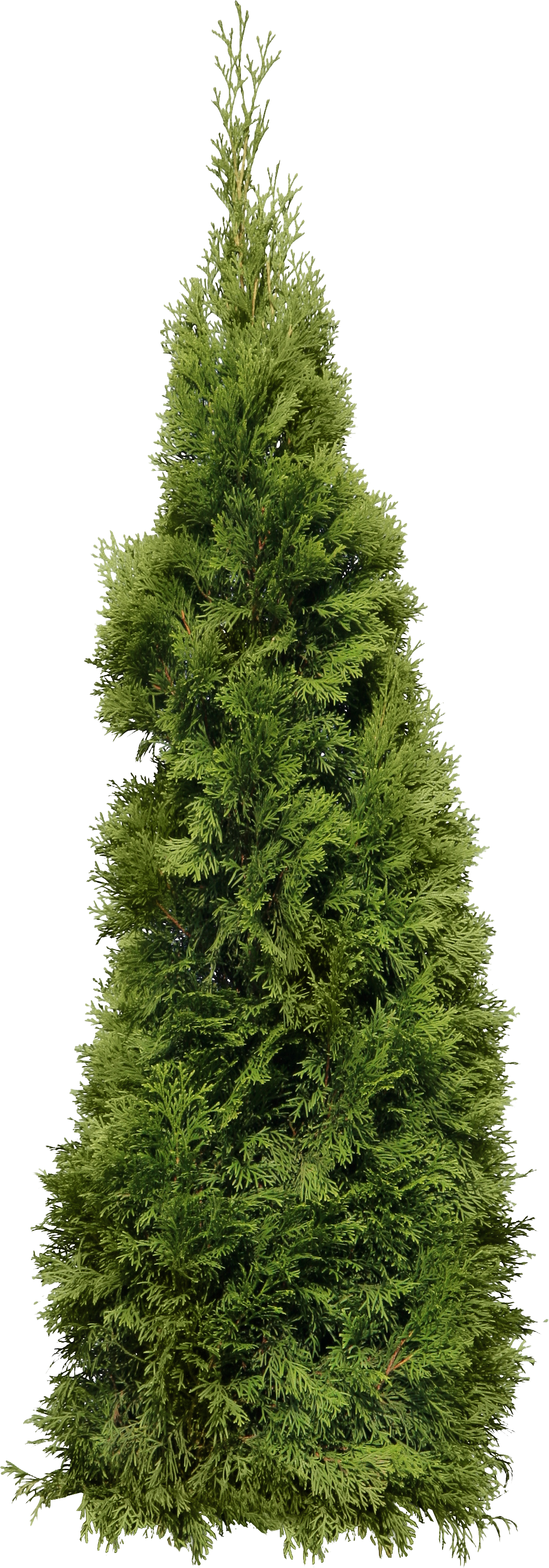 Cypress Png (1130x3227)