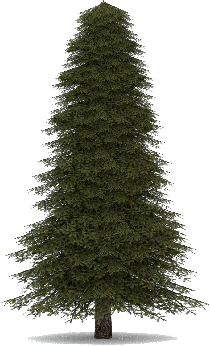 Fir-tree - Chirstimas Tree (1200x1200)