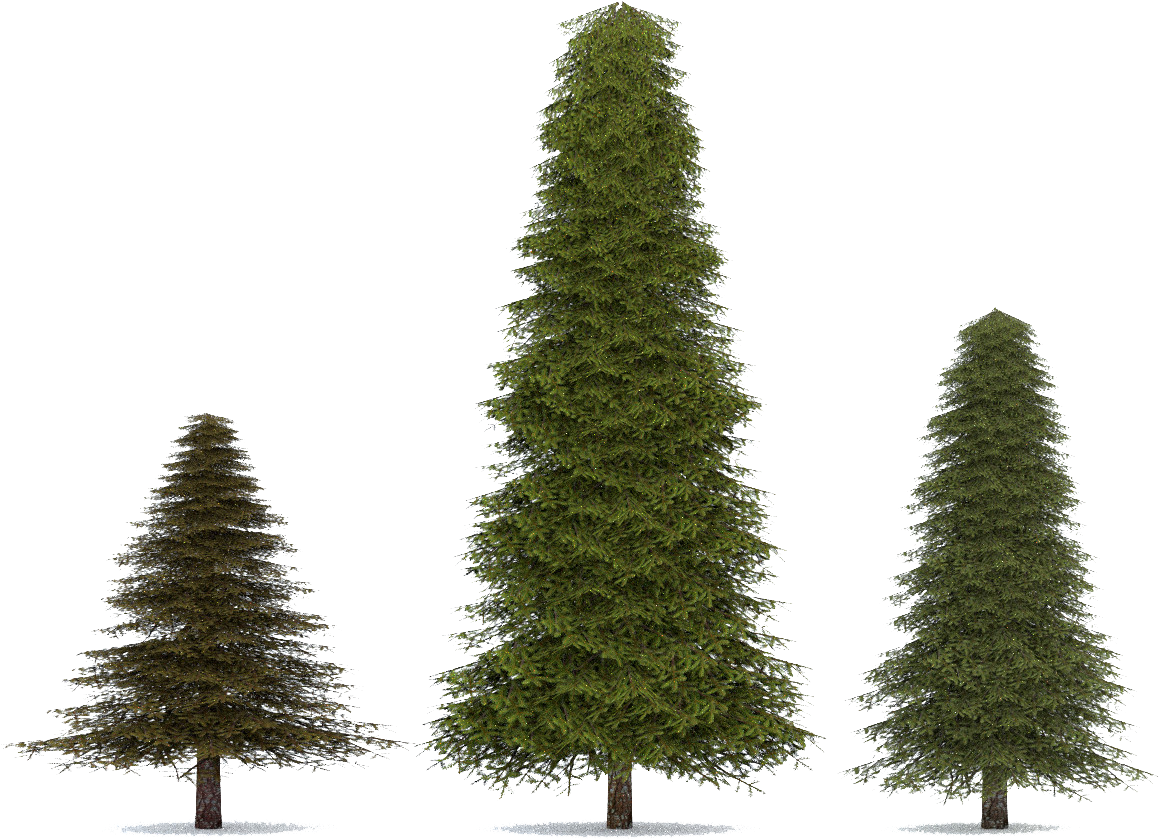 Fir-tree Png Transparent Image - Fir-tree Png Transparent Image (1200x1200)