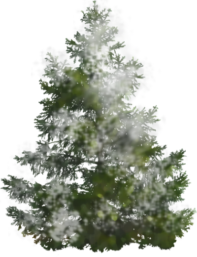 Background Pine Tree Png Images - Pine Tree (400x520)