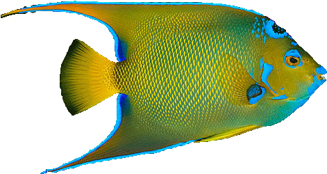 Angel Fish Png - Tropical Fish No Background (489x272)