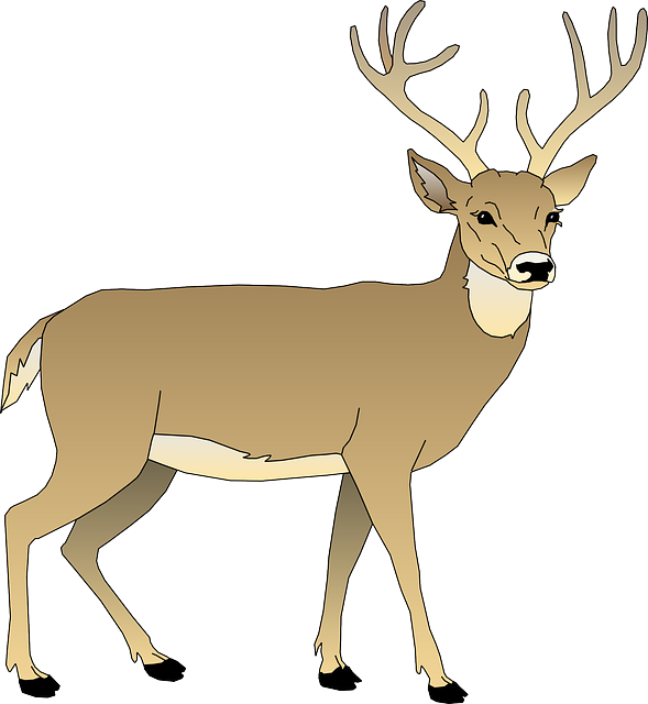 Free Image On Pixabay Deer Male Animal Mammal Antlers - White Tailed Deer Clipart (589x640)