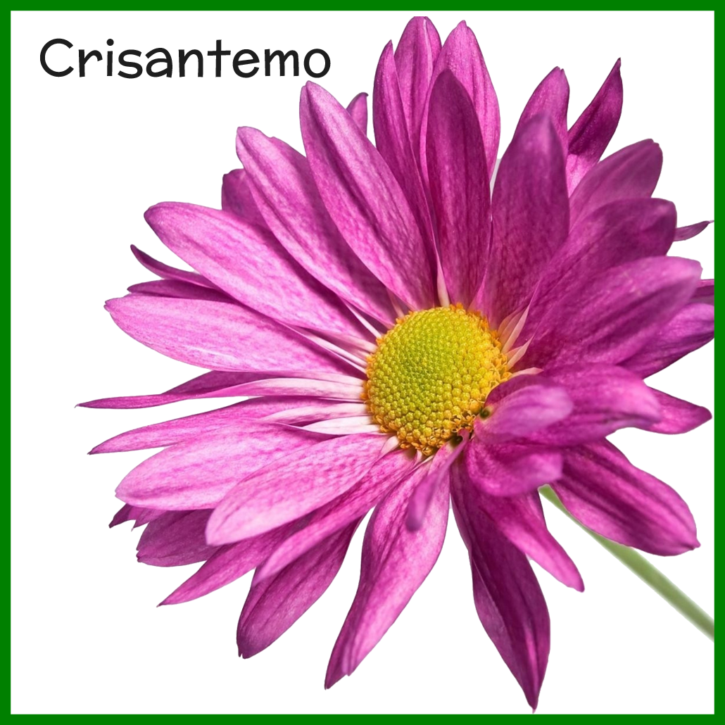 Marvelous Crisantemo Png Belleza Natural Pic Of Bunga - Free Images Flower White Background (1030x1030)