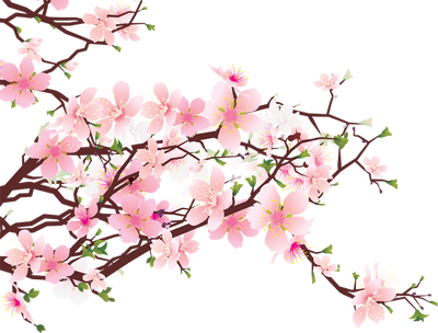 Posted By Art Shares At - Cherry Blossom Clipart Png (640x480)
