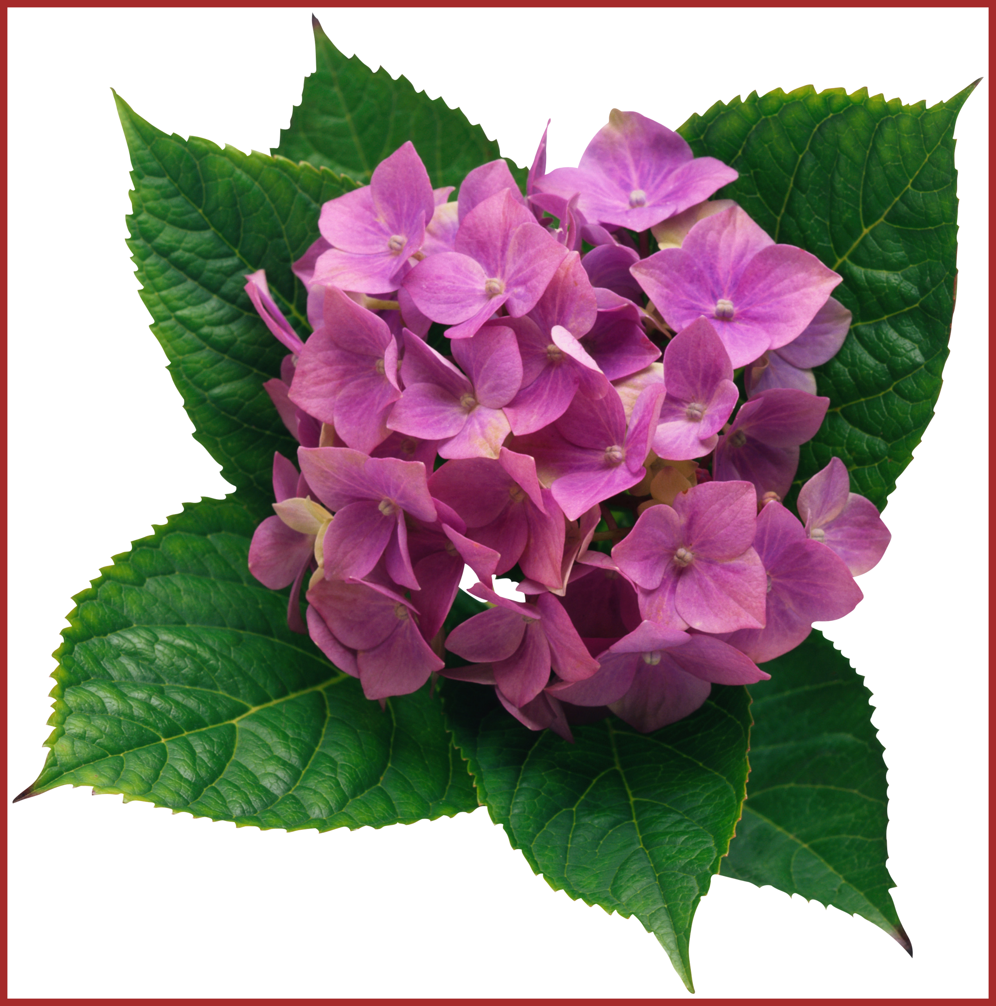 Unbelievable Hydrangea Png Clipart Picture Transzfer - Unbelievable Hydrangea Png Clipart Picture Transzfer (2050x2072)