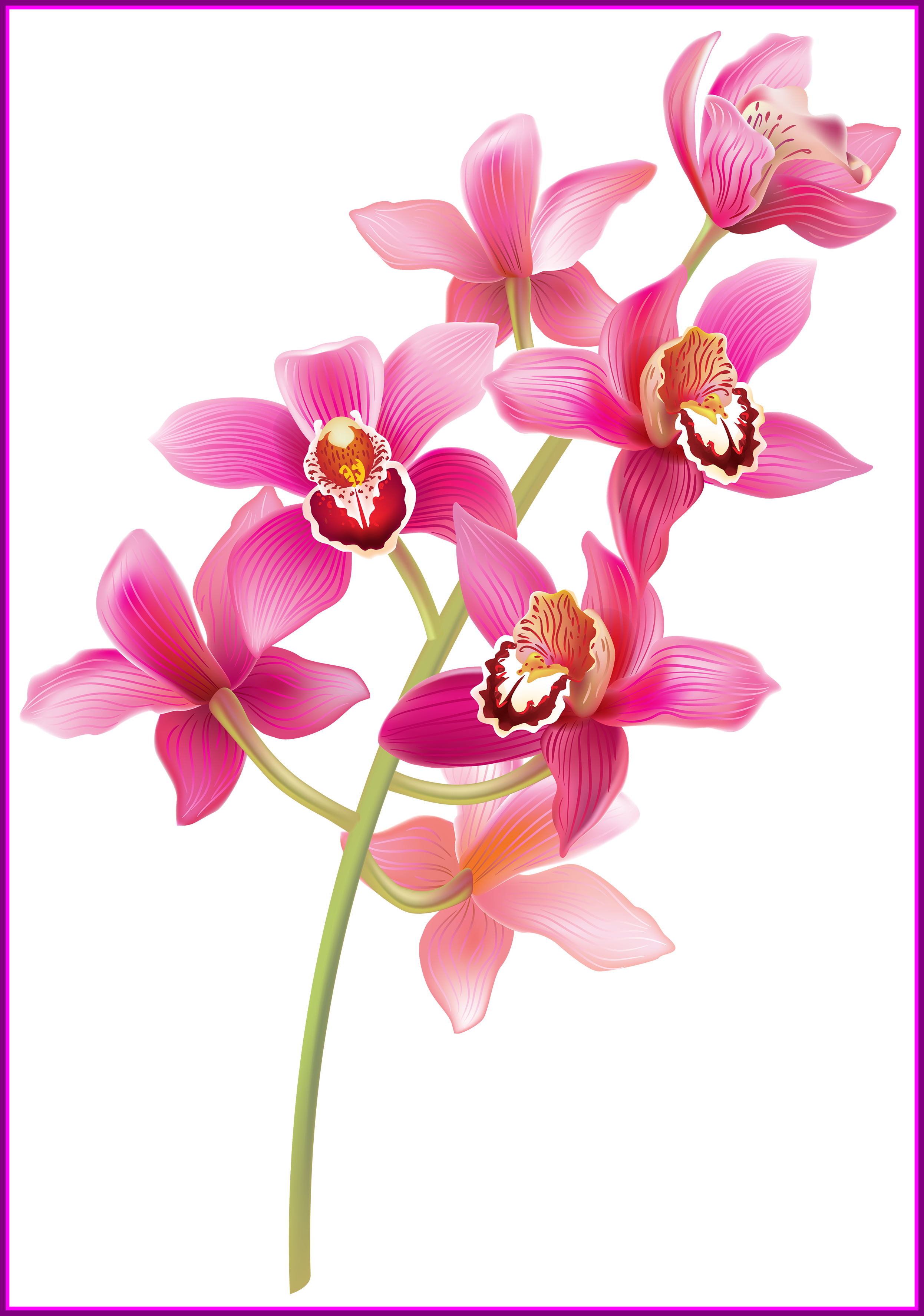 Shocking Stem Pink Orchids Png Clipart Pict Of Bunga - Orchid Png (2492x3550)
