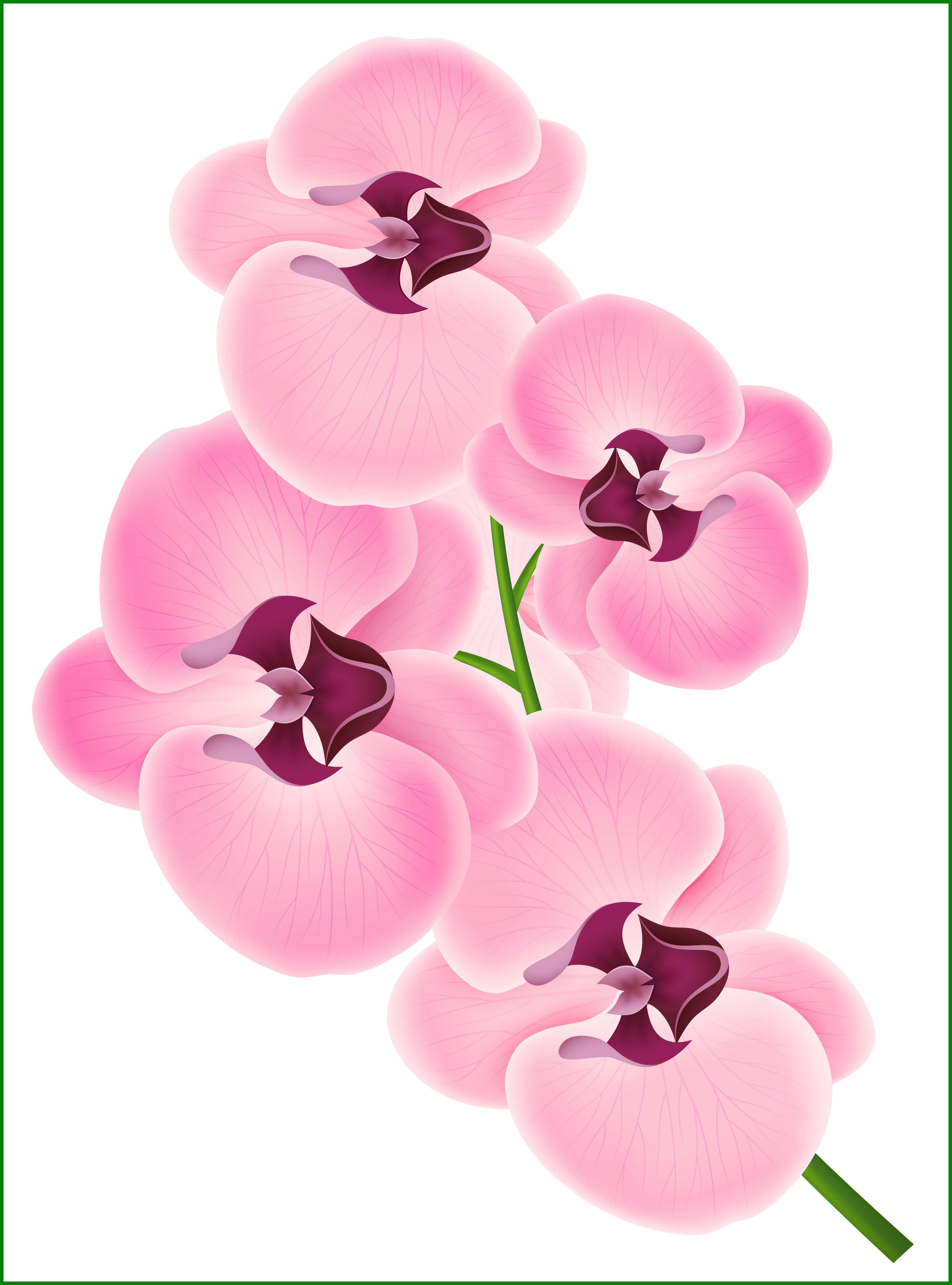 Lotus Png Bunga Lotus Png Incredible Pink Orchid Png - Orchid Clipart (4153x5604)