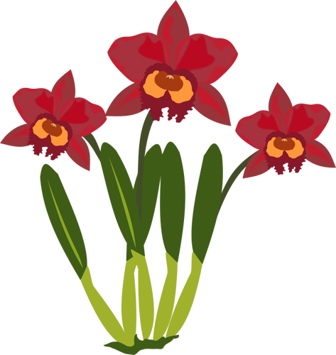 Cattleya Bunga Warna Ilustrasi - รูป ดอกไม้ ตัด ป่ะ (473x500)
