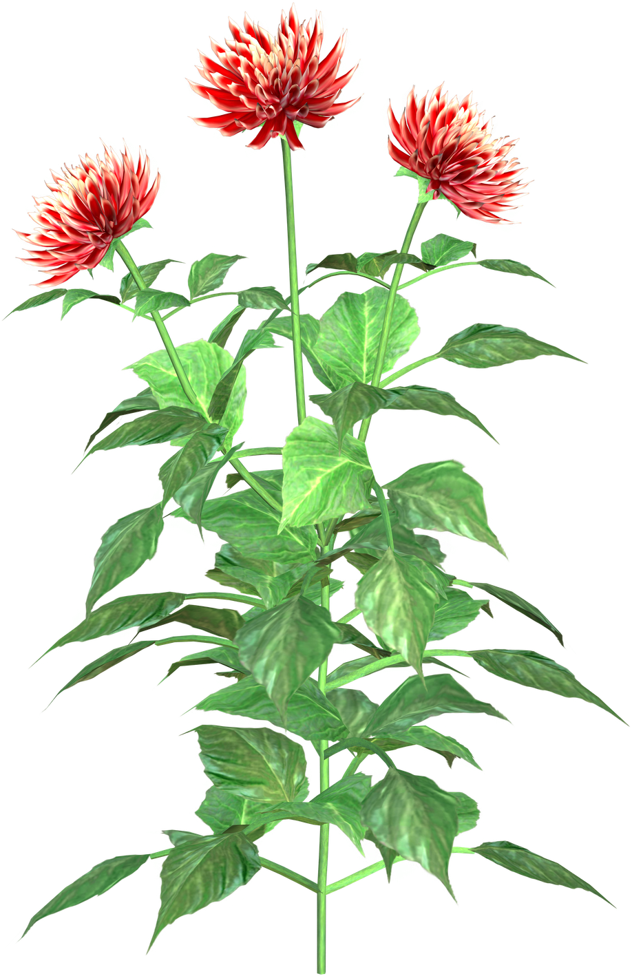 Dahlia Clip Art - Clip Art (1132x1600)