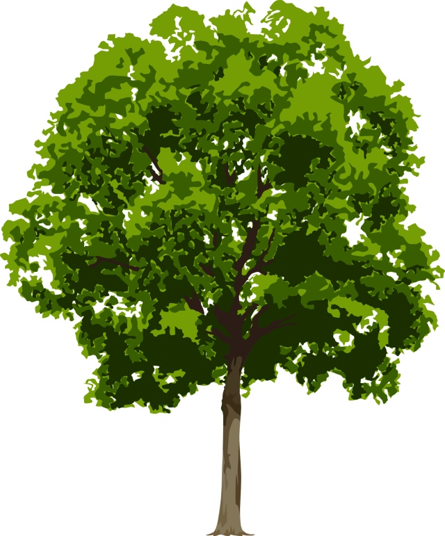 Clip Art Of Various Trees In A Realistic Fashion - Tree Png High Resolution (640x771)