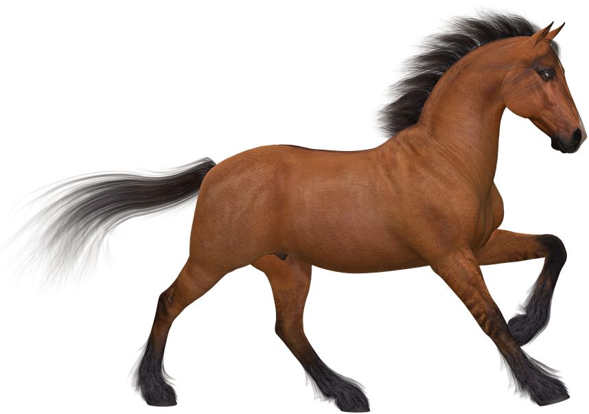 Animated Horses - Caballo Png (960x720)