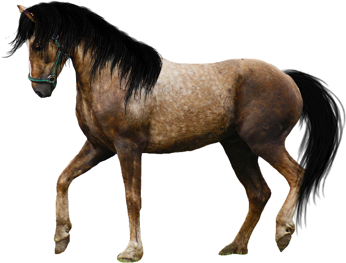 Download - Spanish Walk Horse (968x648)