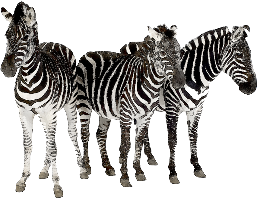 Zebra Clipart Herd Zebras - Spots & Stripes Animal Kingdom [book] (969x696)