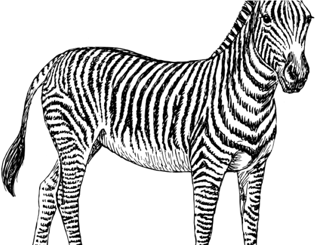Zebra Clipart Small Zebra - Zebra Clipart (640x480)