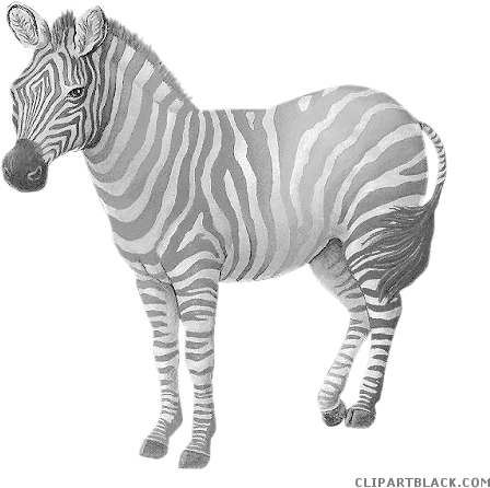 Grayscale Zebra Animal Free Black White Clipart Images - Thanksliving 2pcs Colorful Zebra Pattern Pillowcase (500x466)