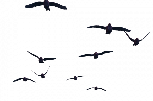 Clipart - Flying Bird Png (640x420)