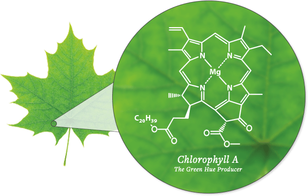 The Changing Colors - Chlorophyll In A Leaf (612x390)