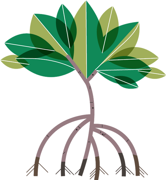 Mangrove Clipart - Mangrove Clipart (574x627)