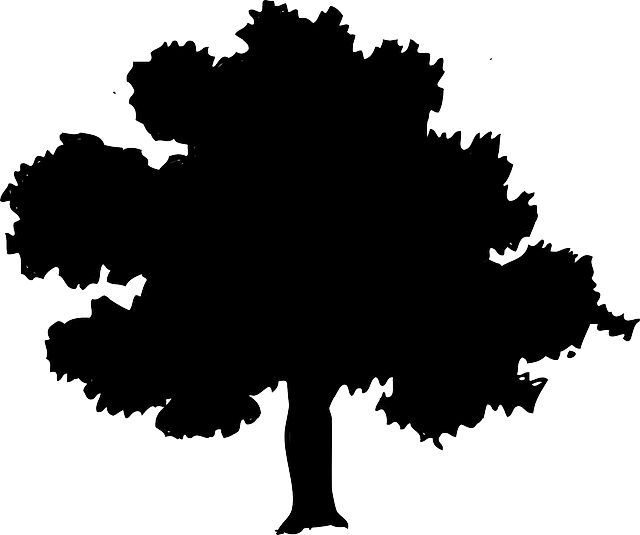 Free Image On Pixabay - Southern Live Oak Tree Clip Art (640x535)