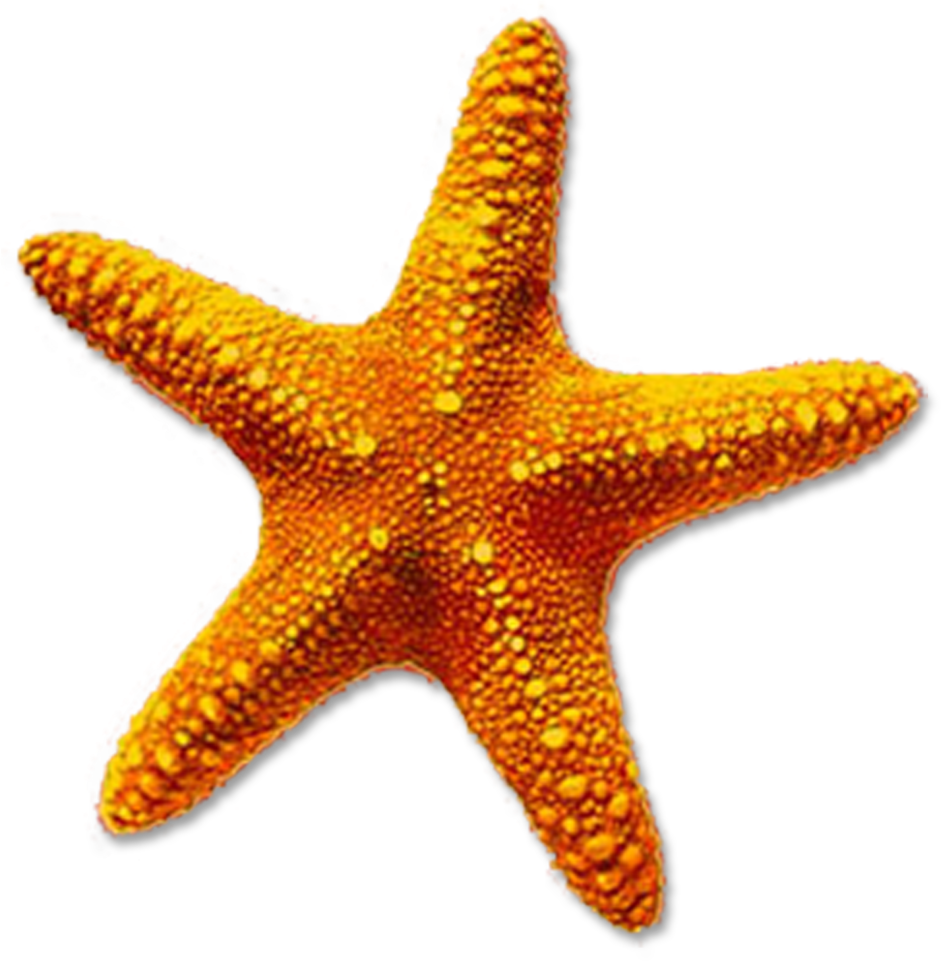 Download and share clipart about High-quality Starfish Cliparts For Free Im...