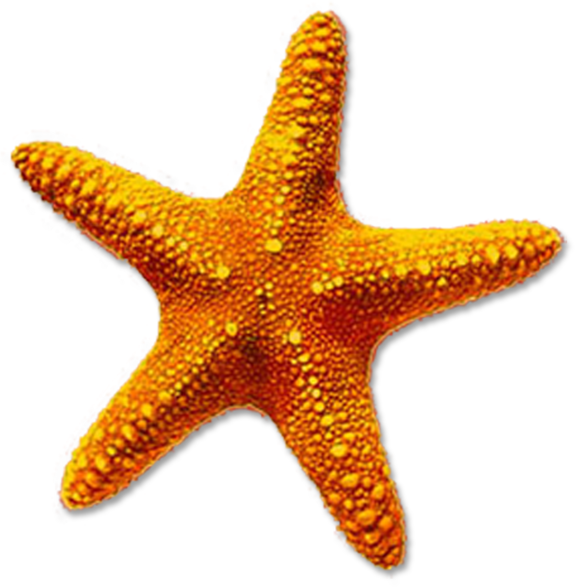 High-quality Starfish Cliparts For Free Image - Starfish Png (1990x2019)