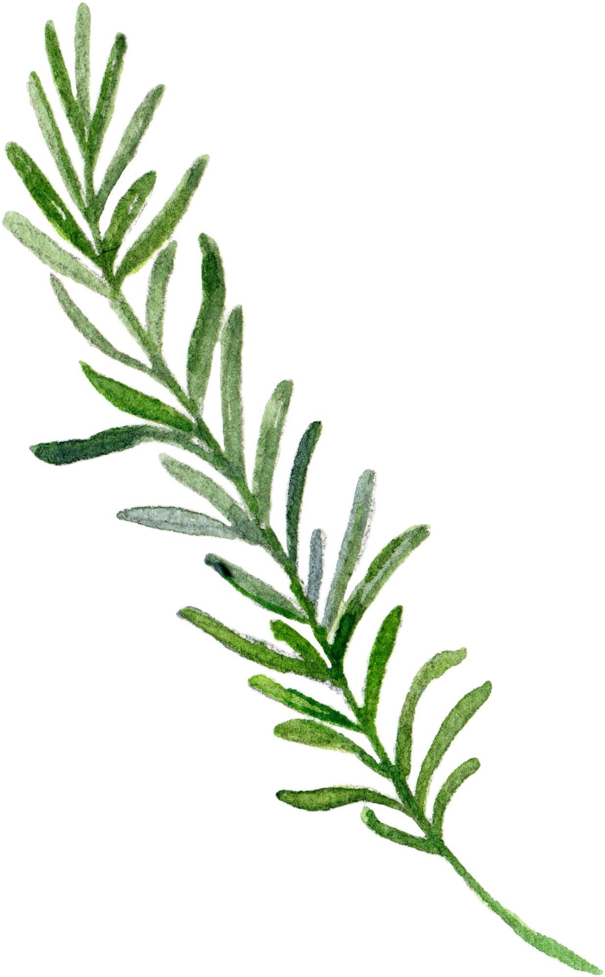 Hand-painted Leaf Border - Border Leaves Painting Png (1500x2100)