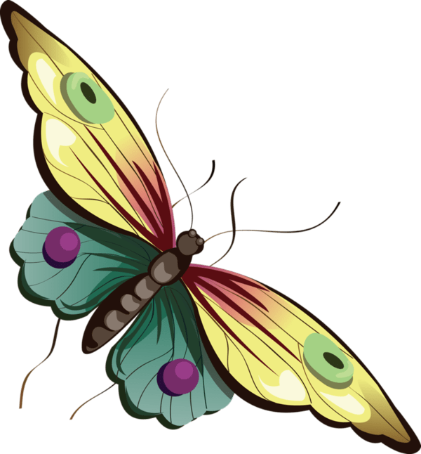 Butterfly Png Transparent Cartoon (600x646)