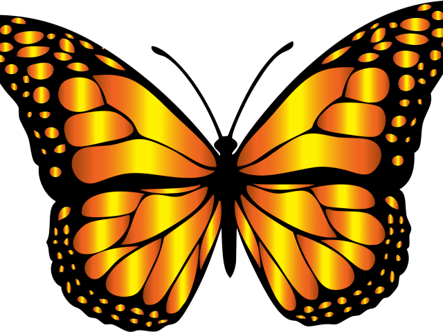 Monarch Butterfly Clipart Free Clipart On Dumielauxepices - Monarch Butterfly Clipart Free Clipart On Dumielauxepices (640x480)