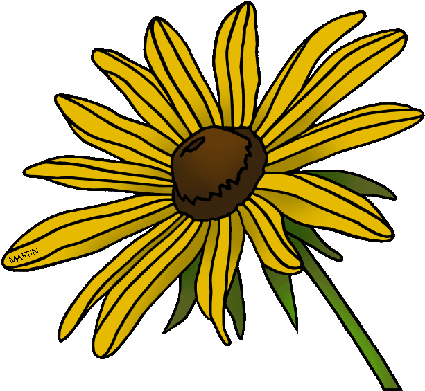 Black Eyed Susan - Black Eyed Susan Clip Art (648x595)