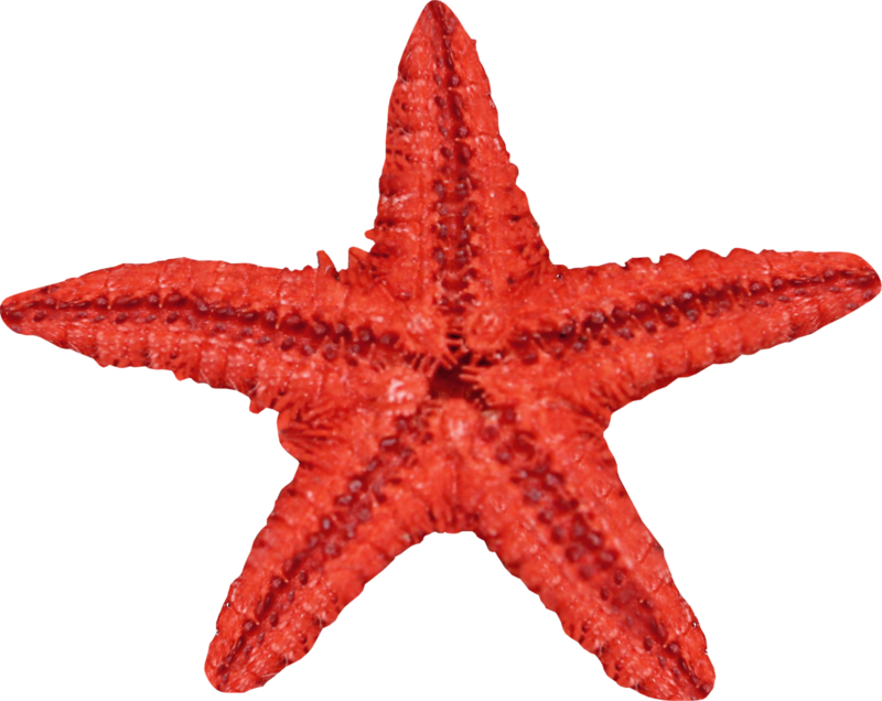 Starfish Seashell - Red Starfish - Starfish (800x636)
