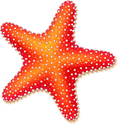 Starfish Clipart Best - Starfish (383x400)