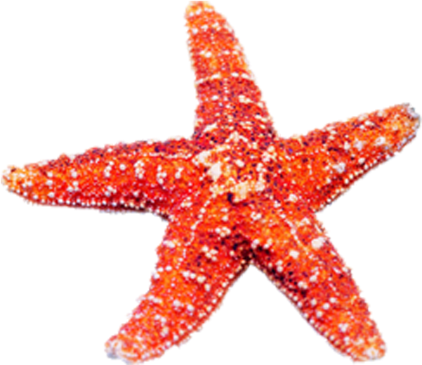 Echinoderm Starfish Jellyfish Marine Biology - Starfish (800x800)
