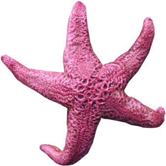 Background Transparent Starfish Image - Sea Star Transparent Background (400x358)