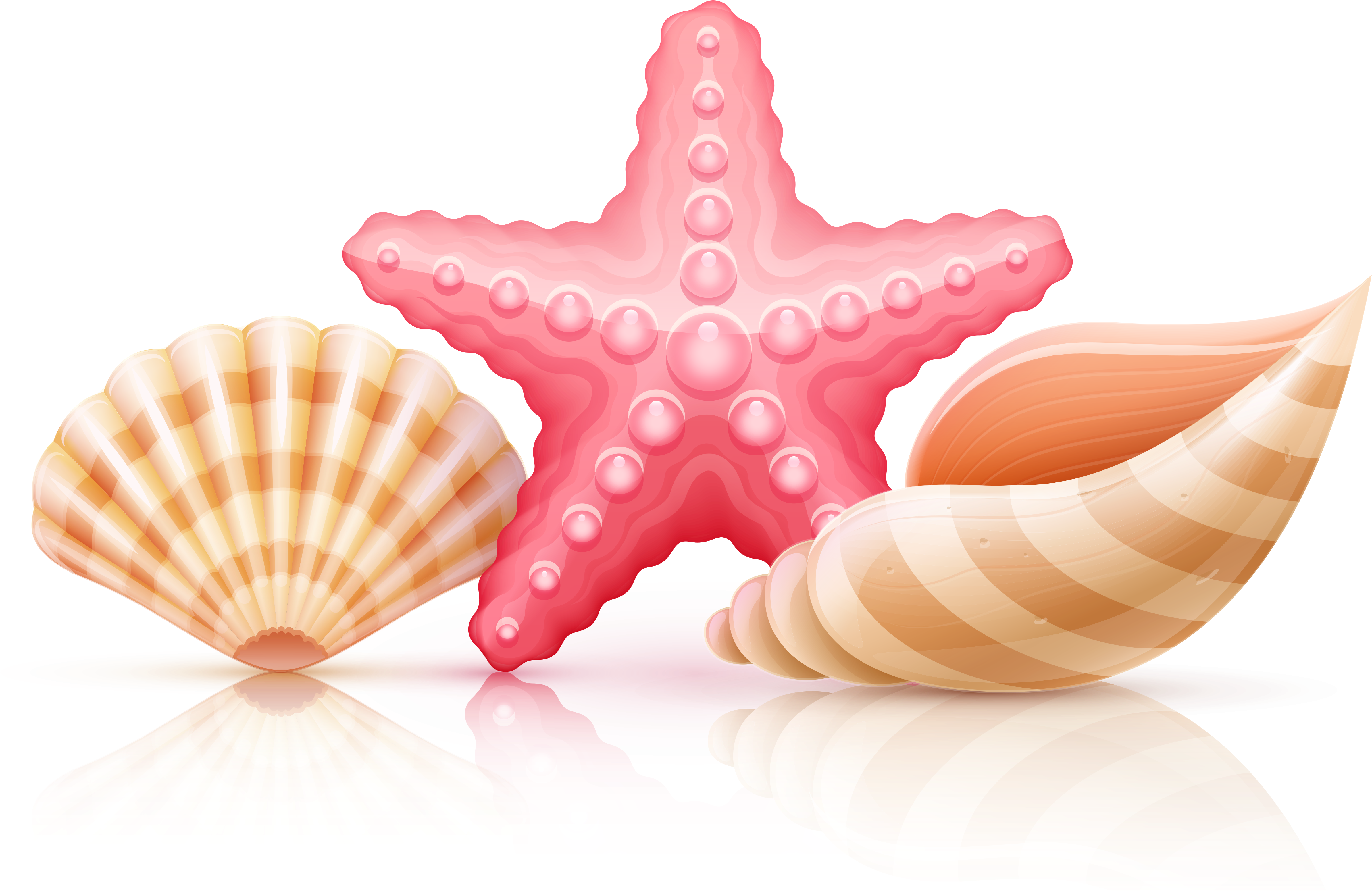 Seashells Wales - Starfish And Seashells Png (5000x3323)