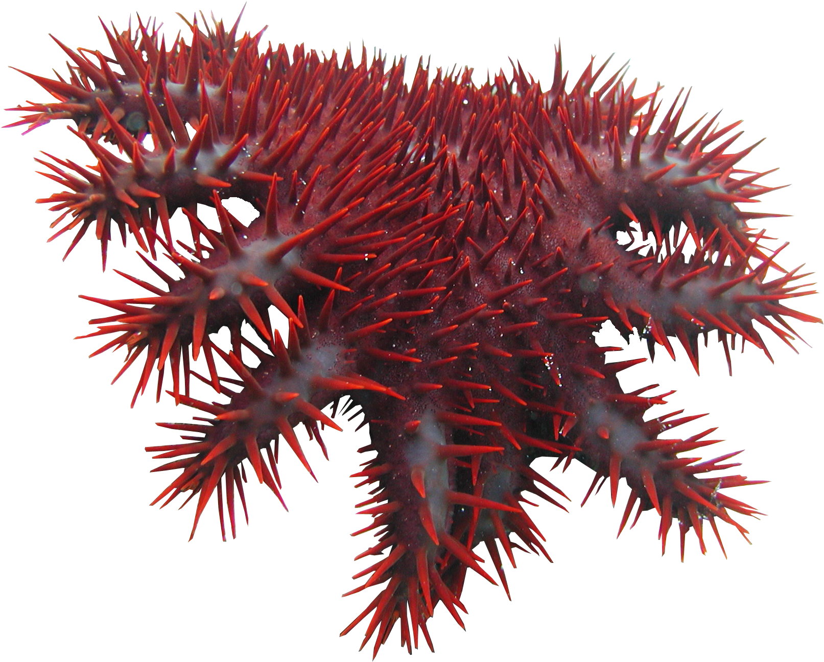 Crown Of Thorns Starfish - Crown Of Thorns Starfish (2048x1536)