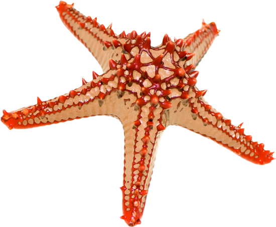 Red-knobbed Starfish - My Big Book Of Fishes - Dreamland Publications (550x453)