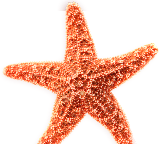 Coral Starfish Vector Download - Estrella De Mar Animado (532x474)