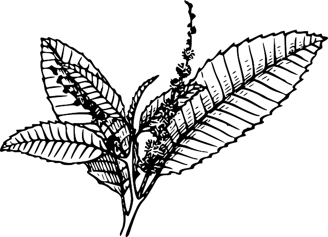 28 Collection Of Oak Leaf Clipart Black And White Outline - Tobacco Black And White (640x464)