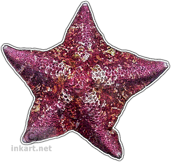 Bat Star Decal - Starfish Of The World (570x539)