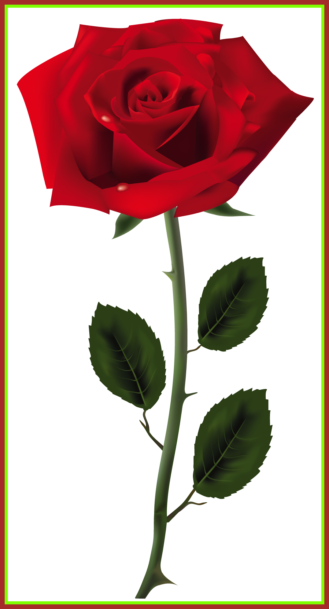 Incredible Red Rose Png Art Picture Colors Shades Of - Red Rose Png Transparent (1076x1993)