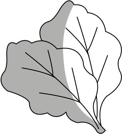 Isolated Lettuce Design - Design (550x550)