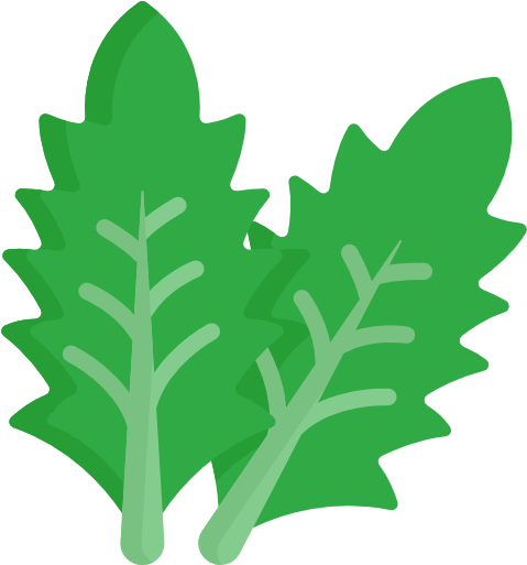 Lettuce Free Icon - Lettuce (512x512)