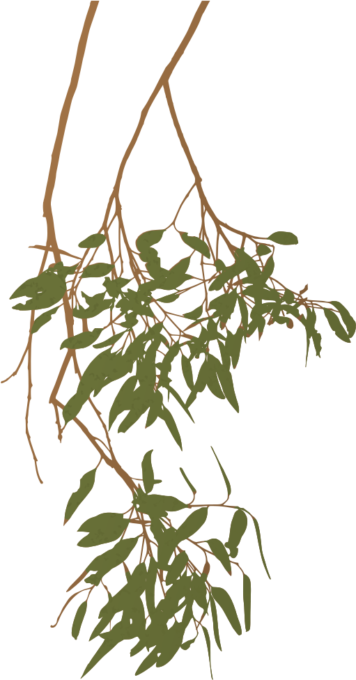 Gum Tree Clipart Eucalyptus Gum Tree Branch Australia - Eucalyptus Clipart (560x1000)