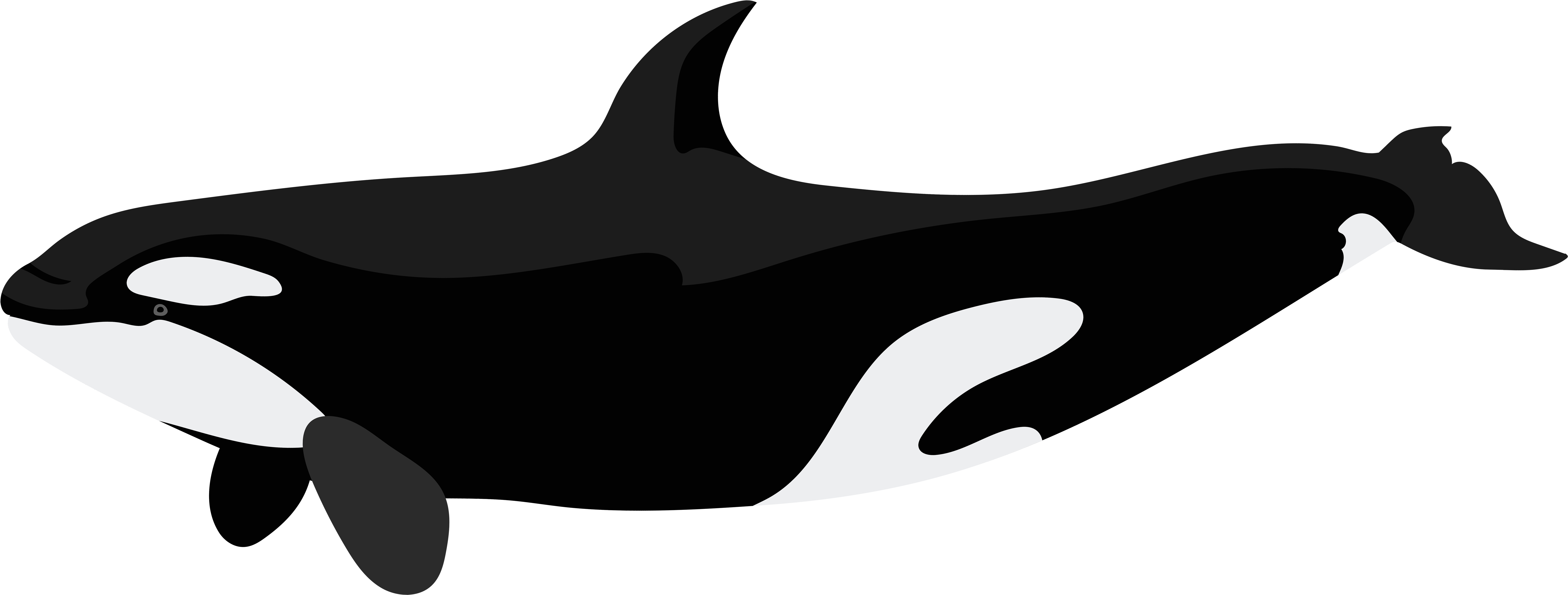 Desktop Screen Of Killer Whale Png Transparent Images - Black And White Orca Whale Clipart (8000x3071)